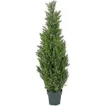 National Tree Company 50" Cedar Tree in Dark Green Round Growers Pot