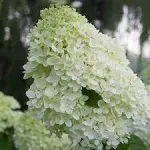 1 gal. Little Lime Punch Panicle Hydrangea (Paniculata) Live Plant, Sh