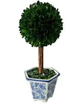 Galt International Preserved Boxwood Topiary Tree