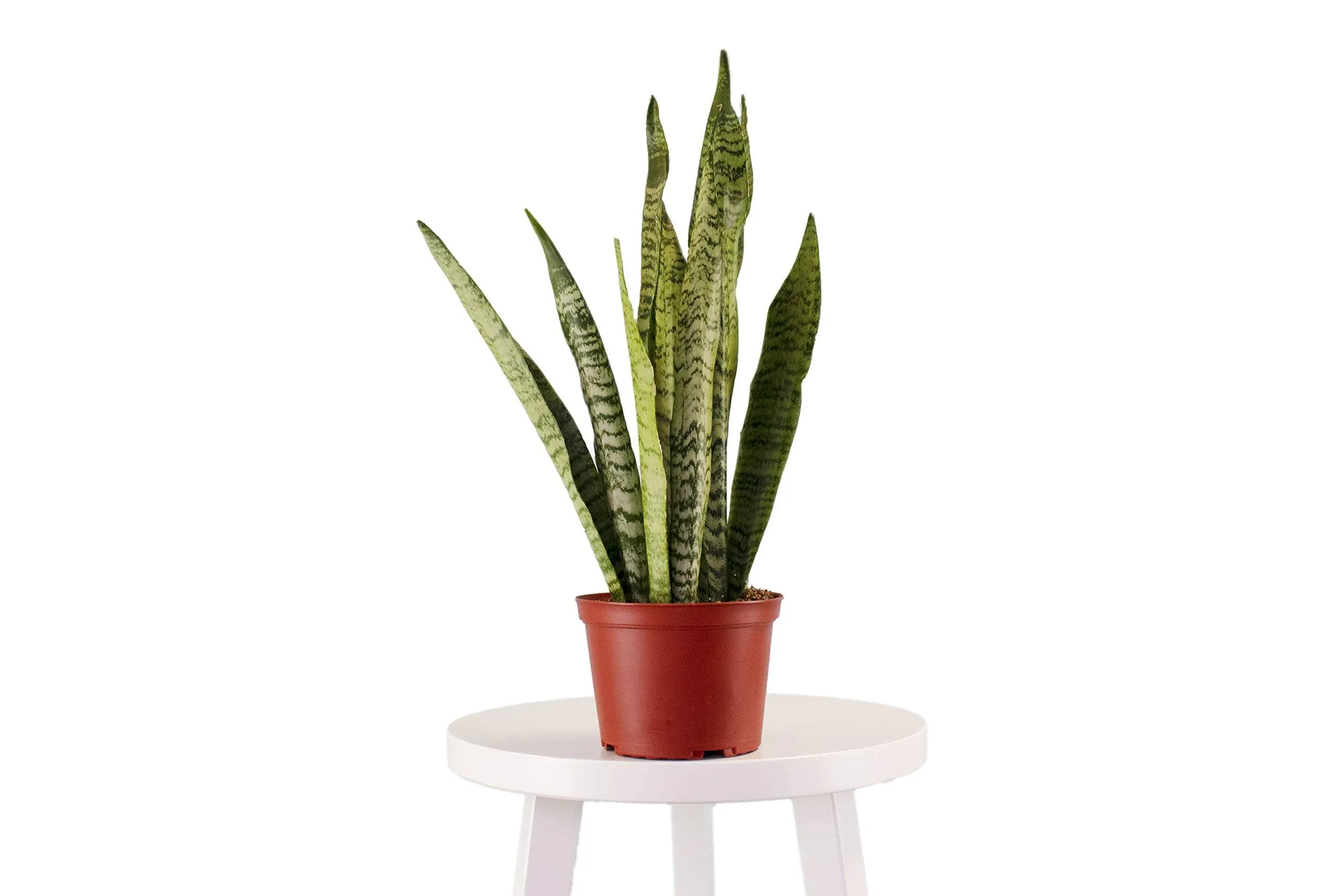 Leaf & Linen 6" Grow Pot, Live Indoor/Outdoor-Air Houseplant and Office Décor | Low Light Collection, 6 INCH, Snake Plant-Sanseveria Laurentii