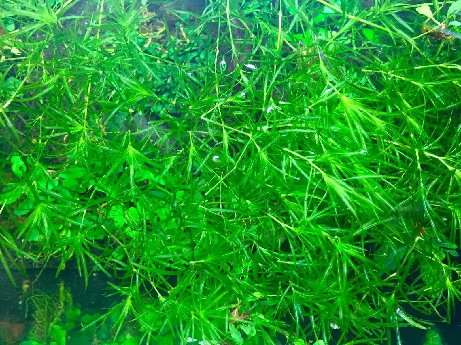 Najas Guppy Grass - Najas Guadalupensis Live Aquarium Freshwater Plants