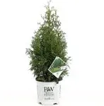 North Pole Arborvitae Live Evergreen Shrub