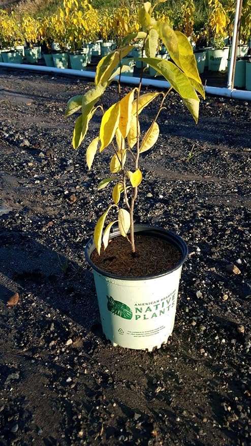 American Beauties Native Plants Lindera Benzoin (Spicebush) Shrub, 1-Size Container, Yellow Flowers