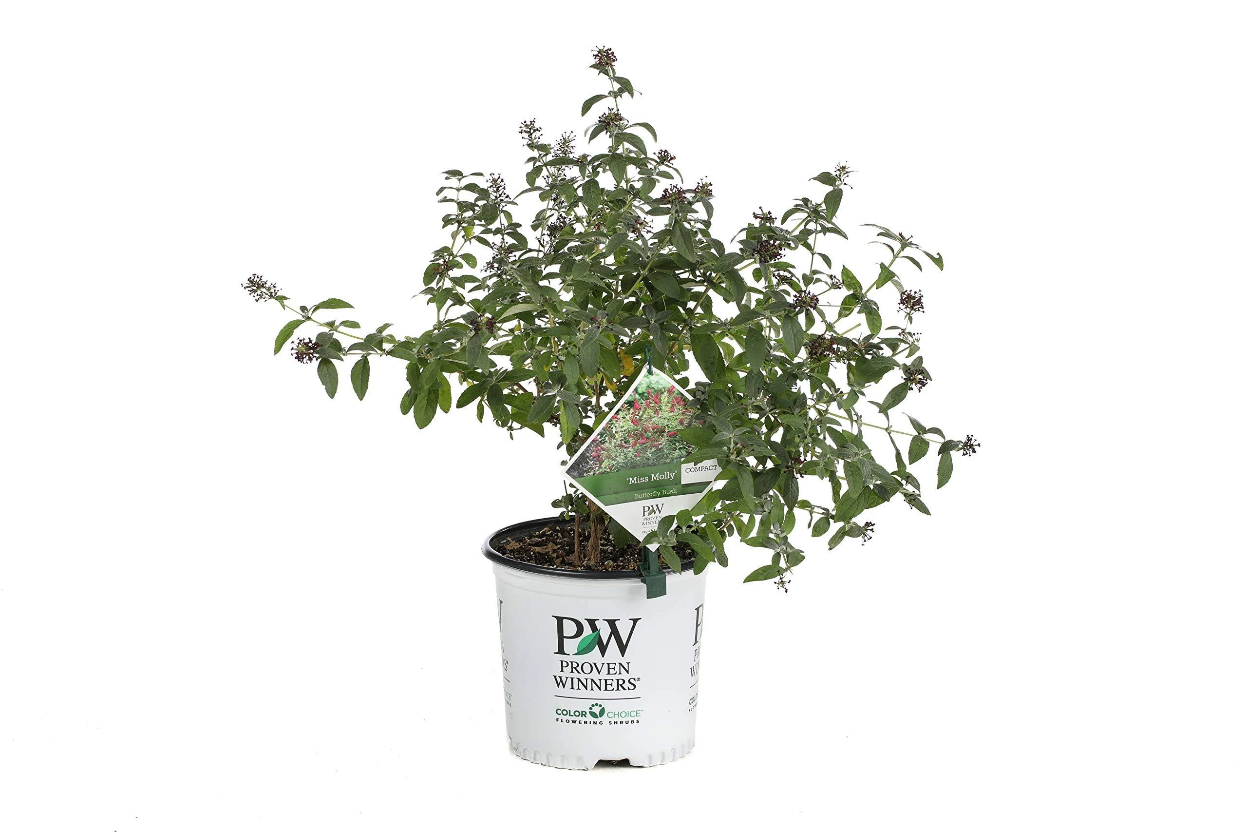 Proven Winners 1 Gal. Miss Molly Butterfly Bush Live Shrub