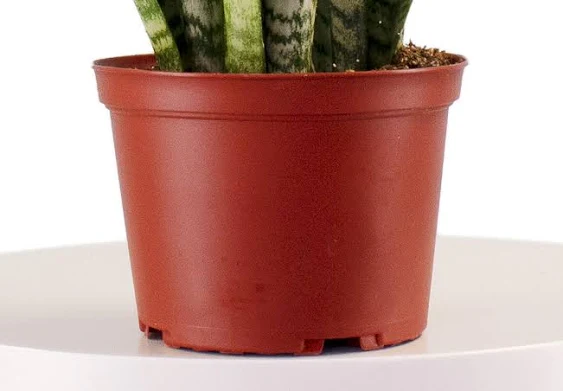 Leaf & Linen 6" Grow Pot, Live Indoor/Outdoor-Air Houseplant and Office Décor | Low Light Collection, 6 INCH, Snake Plant-Sanseveria Laurentii