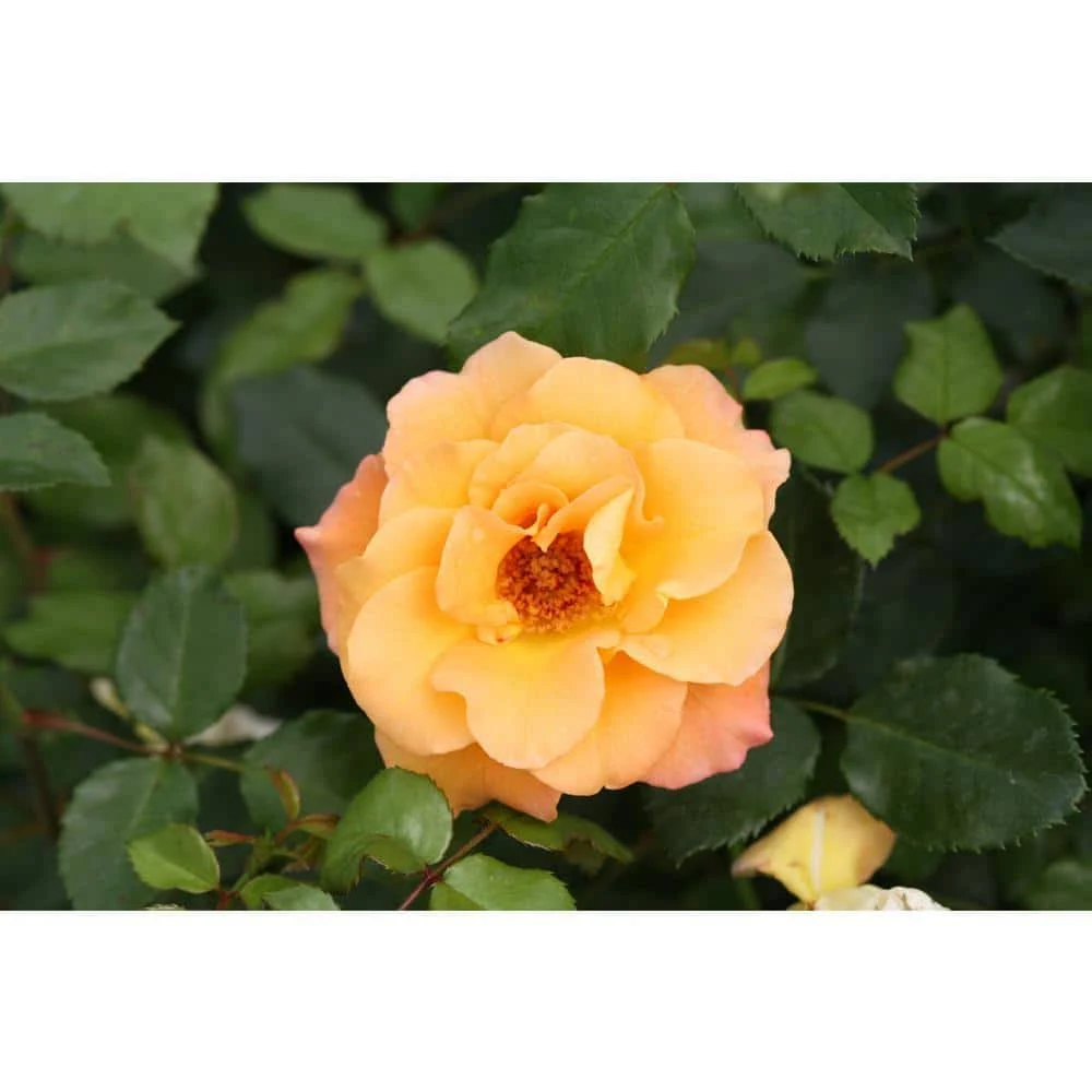 Proven Winners ROSPRC1136101 Suñorita Landscape Rose Live Plant, 1 Gallon, Orange ...