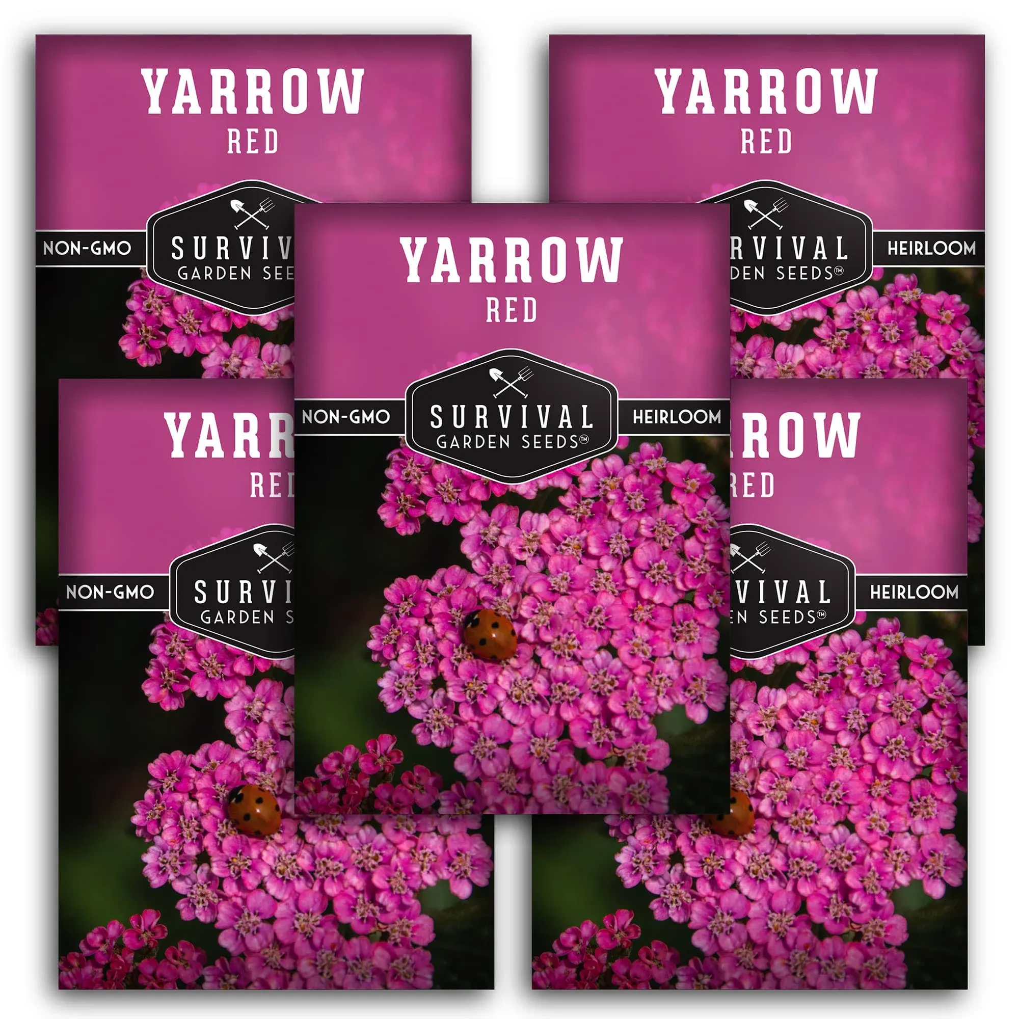 Survival Garden Seeds - 5 Packets of Red Yarrow Seeds - Non-GMO Heirloom Full Sun Perennial Herb