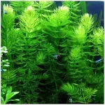 AquaLeaf Aquatics Pond Oxygenating Hornwort Bunch Plants