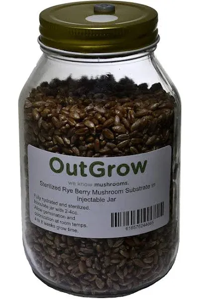 Sterilized Rye Berry Mushroom Substrate in Injectable Jar : 1 Jar