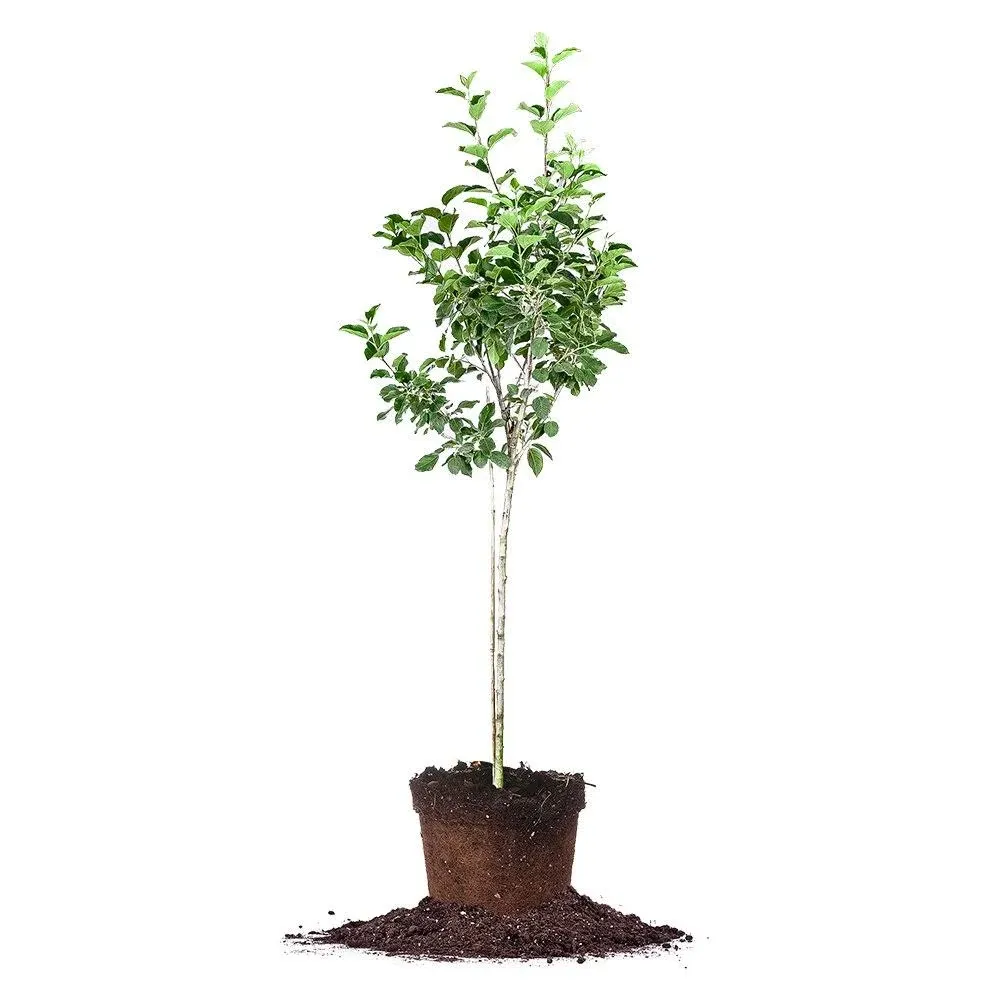 Perfect Plants Fuji Apple Tree Live Plant, 4-5', Includes Care Guide