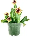 Lifesaver Cactus - Live Plant in A 4 inch Pot - Huernia Zebrina - Extremely Rare Cactus Succulent from Florida