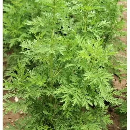 1000 KVITER Sweet Wormwood Artemisia Annua Heirloom Seeds - Sweet Annie Mugwort Fragrant Herb Seeds for Herb Garden - Heirloom Artemisia Annua Seeds - Perfect for Herb Gardens