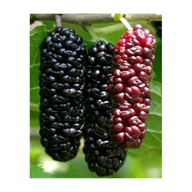 Illinois Everbearing Mulberry Tree 6-10" Tall, Sweet Fruit to Enjoy Year After Year, Fruit Bearing Potted Plant