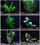 25+ Stems / 6 Species Live Aquarium Plants Package - Anacharis, Amazon and More!