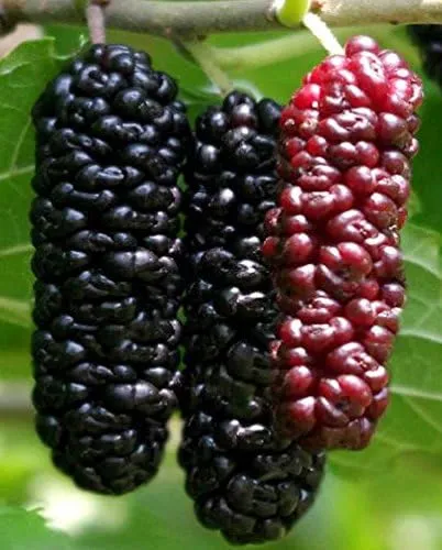 Illinois Everbearing Mulberry Tree 6-10" Tall, Sweet Fruit to Enjoy Year After Year, Fruit Bearing Potted Plant