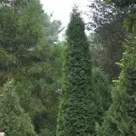 North Pole Arborvitae