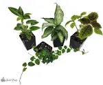 Josh's Frogs 18x18x24 Day Gecko Vivarium Plant Kit