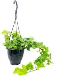 Green English Ivy Hanging Basket