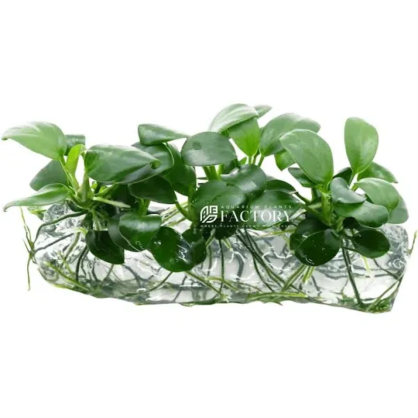 Anubias Nana Tissue Culture Aquarium Plants Factory