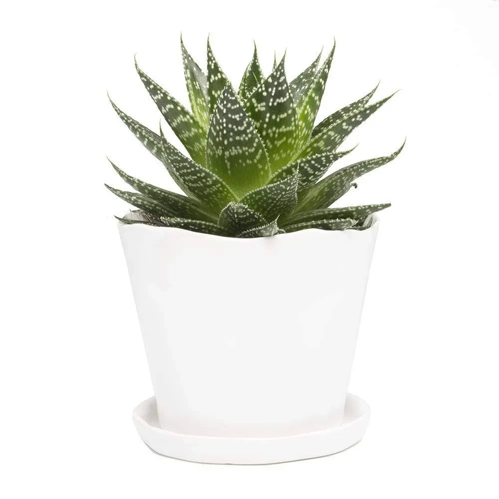 Chive - 5" Big Tika, Large Succulent and Cactus Pot and Saucer Ceramic Flower