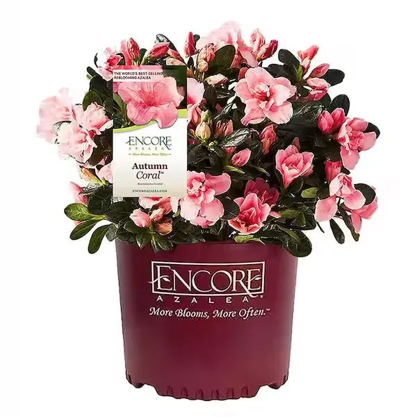 Encore Azalea 1 gal. Autumn Coral Azalea Shrub