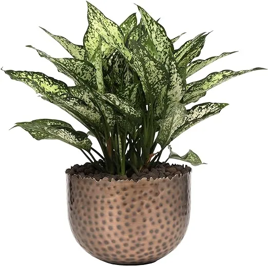 MyGift Antique Copper-Tone Metal Indoor Plant Pot with Hammered Design, Small Round Planter Bowl with Decorative Live Edge - Handcrafted in India