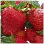 20 Honeoye Strawberry Fruit Plants - Incredibly Sweet Berry! - (20 Bare Root Plants for Shipping) Zone 3-8. Organic Grown in USA.