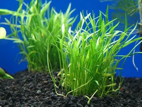 Micro Sword Aquarium Live Plant - Easy Foreground Carpet Plant