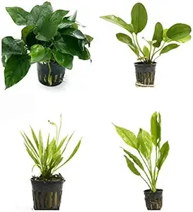 Aquarium Plants Discounts 4 Potted Live Aquarium Plants Bundle - Anubia, Amazon ...