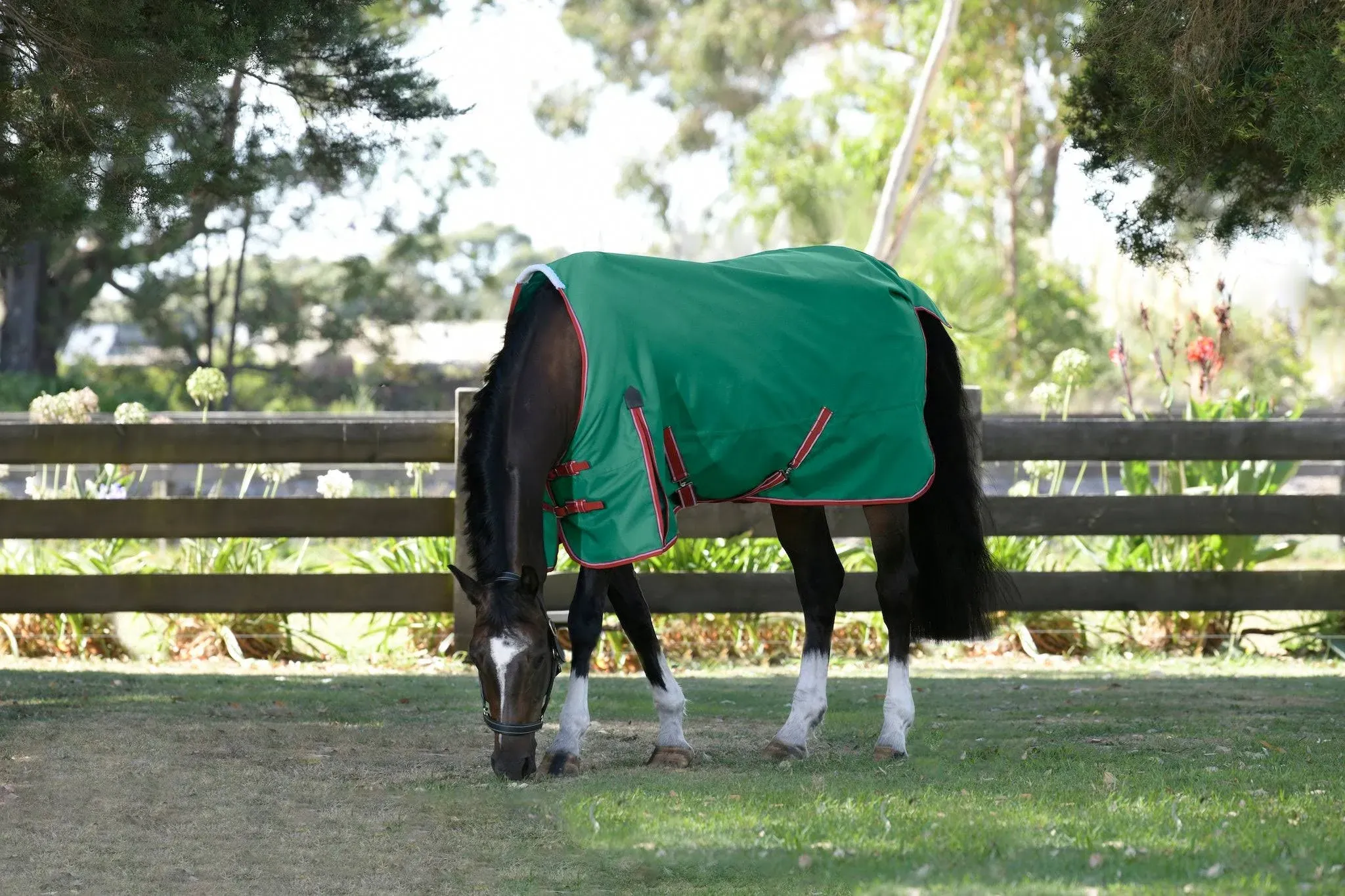 Weatherbeeta ComFiTec Prelim Standard Neck Medium