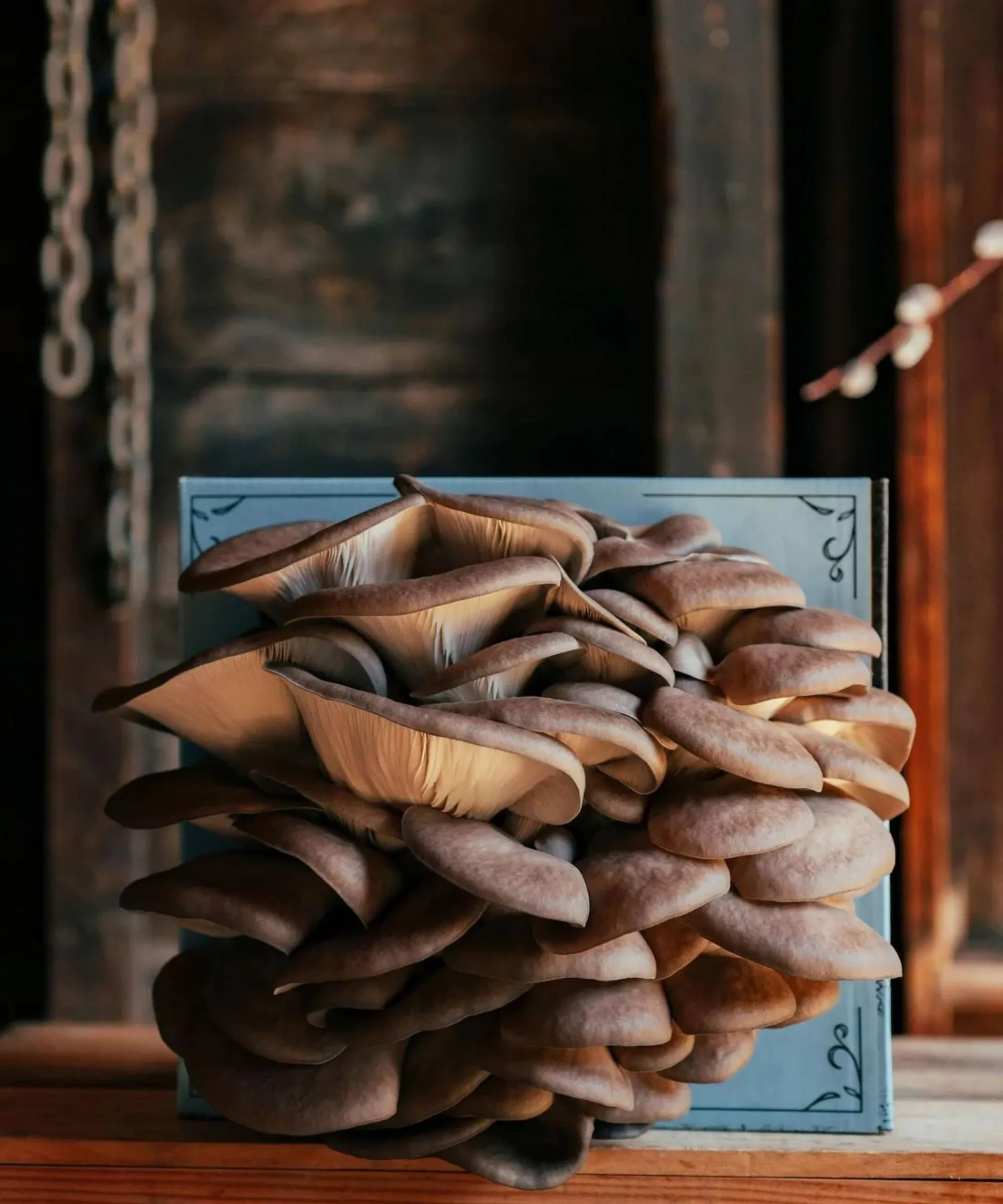 Organic Oyster Mushroom Grow Kit