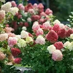 Proven Winners Little Lime Punch Panicle Hydrangea