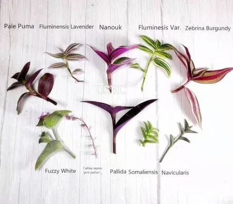 No Root Plant cuttings from USKC (10 Different Types Wandering Jew Leave cuttings #B)