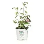 Proven Winners Sugar Tip Rose of Sharon Hibiscus Live Shrub, Size: 1 gal, Pink