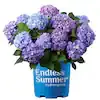 Hortensia Bloomstruck de 1 galón Endless Summer