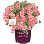 ENCORE AZALEA 2 Gal. Autumn Coral Azalea Shrub with Bright Pink Flowers 18123