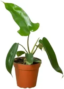 "Philodendron 'Florida Green'"