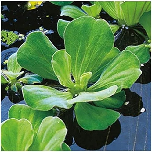 AquaLeaf Aquatics 5 Premium Water Lettuce - Easy Live Floating Pond Plants for Water Gardens and Aquariums