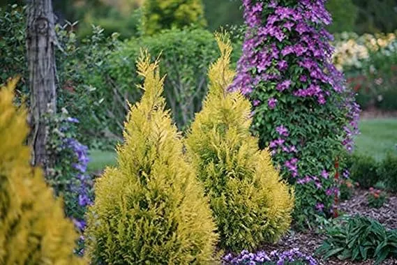 Fluffy® Arborvitae (Thuja)