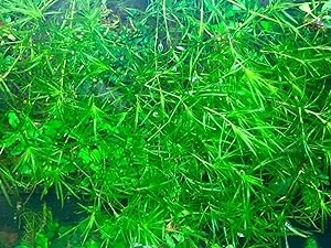 Najas Guppy Grass - Najas Guadalupensis Live Aquarium Freshwater Plants