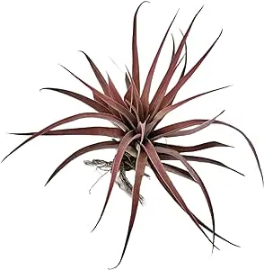 Giant Rainforest Grown Extra Large Capitata Peach Air Plant - Live Tillandsia - 5 to 10 inches - 30 Day Guarantee