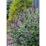 Proven Winners Miss Violet Butterfly Bush