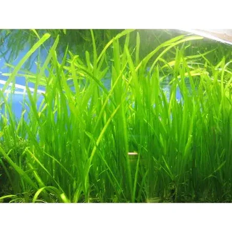 VICFUN 6 Jungle Val - Jungle Vallisneria Live Aquarium Freshwater Plants