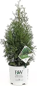 North Pole Arborvitae (Thuja) Live Evergreen Shrub, Green Foliage, 1 Gallon