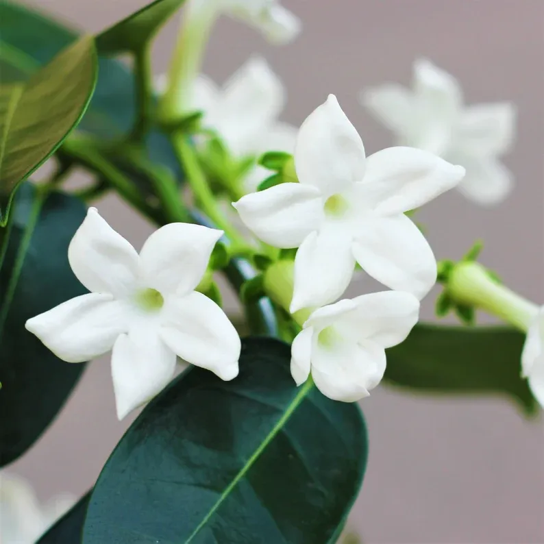 Jasmine - Madagascar Jasmine