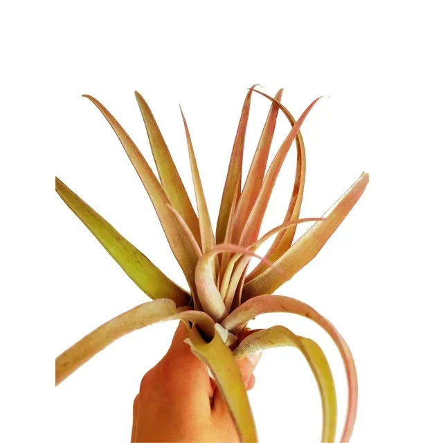 It Blooms Rainforest Grown Extra Large Capitata Peach Air Plant - Live Tillandsia - 5 to 10 Inches - 30 Day Guarantee