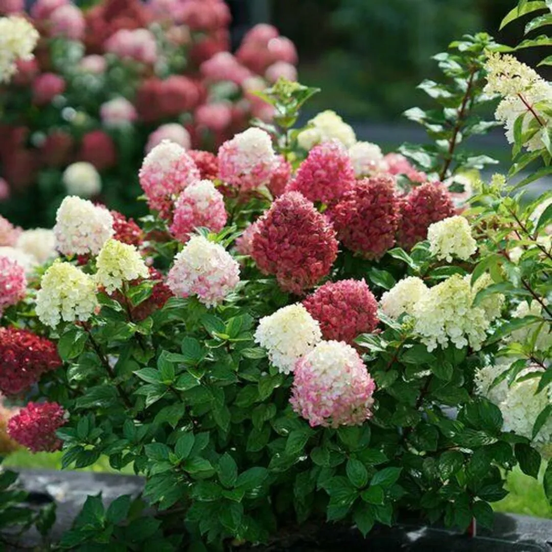 Proven Winners Little Lime Punch Panicle Hydrangea