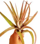 It Blooms  Rainforest Grown  Extra Large Capitata Peach  Air Plant - Live Tillandsia - 5 to 10 inches - 30 Day Guarantee