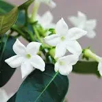 Easy to Grow Stephanotis Madagascar Jasmine Vine (1 Pack) - Live Rooted Plant in a Grower's Pot, Fragrant White Flowers in Spring to Summer Temperate Gardens