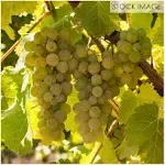 Van Zyverden Premium Grafted Bareroot Grape Vine Chardonnay Set of 1 Plant